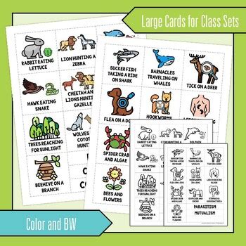 Ecological Relationships Card Sort Activity Digital Print Science