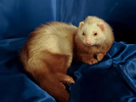 Free picture: weasel, fur, animal, mammal, pet, canvas