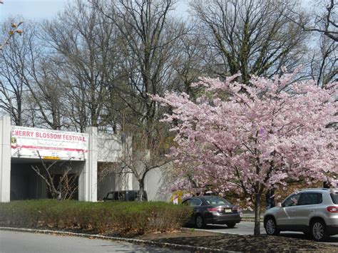 Newark Cherry Blossom Festival and Vegan Meals - Vegan World Trekker