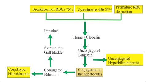 Bilirubin Part 1 Total Direct And Indirect Bilirubin