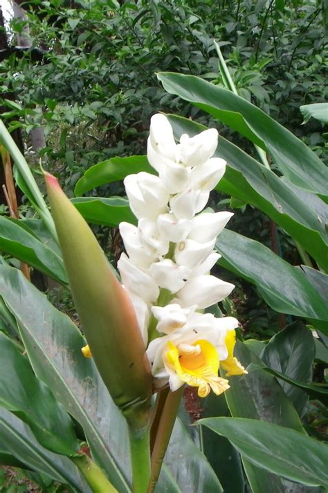 Alpinia malaccensis | Bamboo Land Nursery QLD Australia