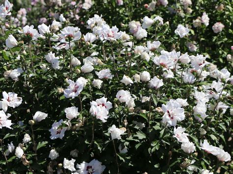 Garteneibisch Speciosus Hibiscus Syriacus Speciosus Baumschule