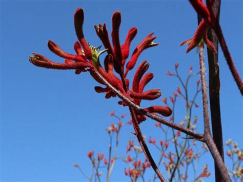 Anigozanthos Flavidus Tall Kangaroo Paw Red Gardening With Angus