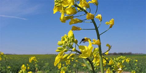 Brassica napus - description and flowering period, general distribution ...