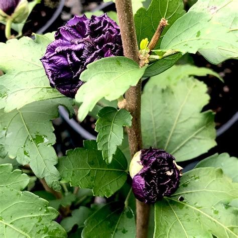 Blueberry Smoothie™ Hibiscus Rose Of Sharon 3 Gallon Container