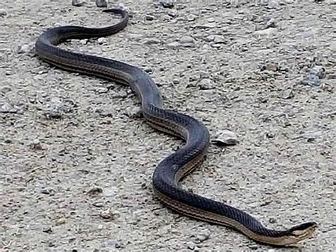 Alabama Snakes Pictures and Identification Help