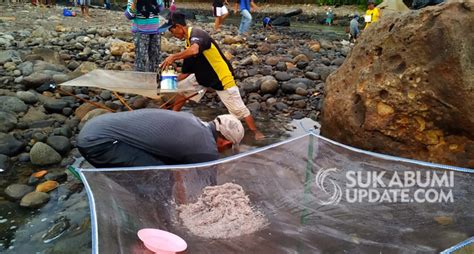 Berburu Ikan Impun Di Muara Sungai Cisukawayana Sukabumi Sukabumi Update