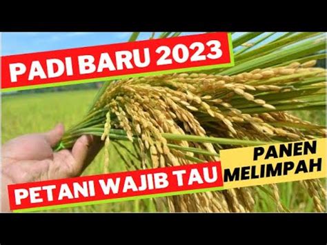 DAFTAR BENIH PADI UNGGUL BARU DILUNCURKAN 2023 COCOK DITANAM MUSIM