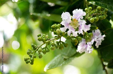 Lagerstroemia speciosa flowers on nature background. Stock Photo | Adobe Stock