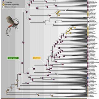 Timeline and evolution of parasitoidism in Hymenoptera Chronogram... | Download Scientific Diagram