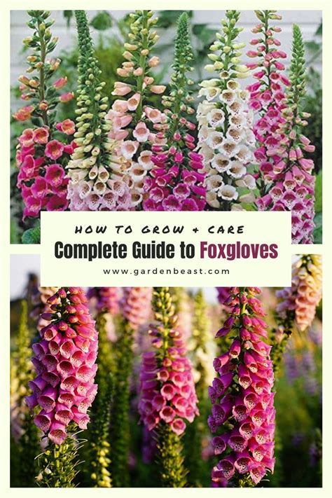 How To Grow Foxgloves In Your Garden In 2023 Flower Garden Plans