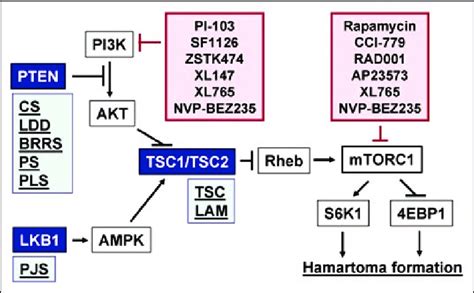 Potential Targeting Of Pi3k Mtorc1 Signaling In Hamartoma Syndromes