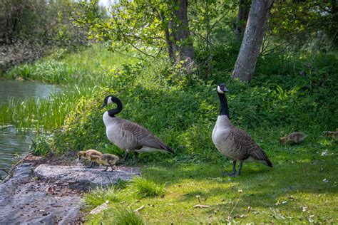 Greater Canada Goose, Chicks Free Stock Photo - Public Domain Pictures