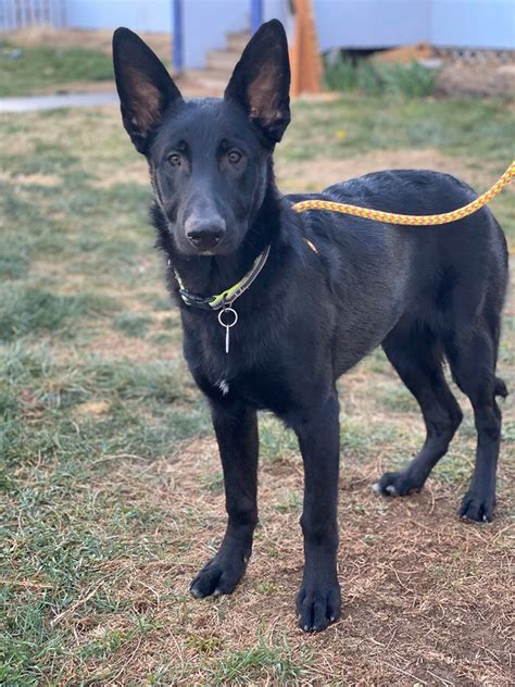 Adopt Lando A Black German Shepherd Dog Mixed Dog In West Richland