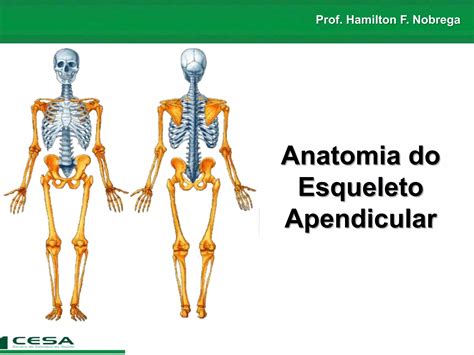 Ossos Do Esqueleto Apendicular - Aula 01 Radiologia - anatomia do esqueleto apendicular | PDF