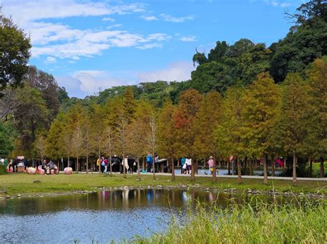 大溪月眉人工濕地生態公園．桃園落羽松（環境清幽，樹影倒映湖中超美必拍，大溪老街週邊景點）