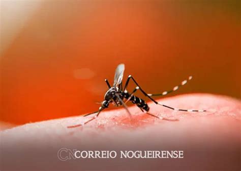 Casos De Dengue Aumentam Em Campinas Correio Nogueirense