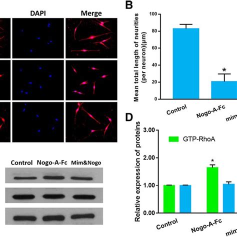 A Hypothetical Mechanism Of Mir A Pdz Rhogef Rhoa Gap Axis In Drg