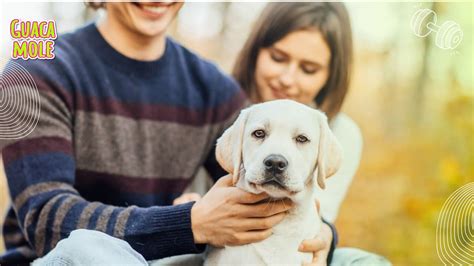 ¿cuáles Son Las Razas De Perro Que Más Viven Guacamole