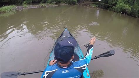 Pescaria De Tarpon No Fly No Rio Bacanga Muito Peixe Na Linha Pesca