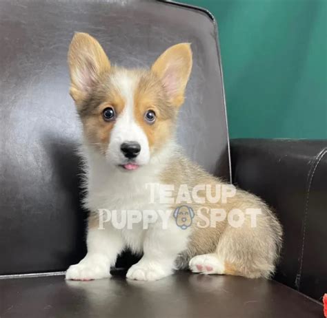 Teacup Corgi puppies for sale | Teacup corgi puppies