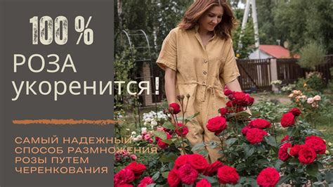 Черенкование роз. Самый простой и надежный способ размножения розы ...