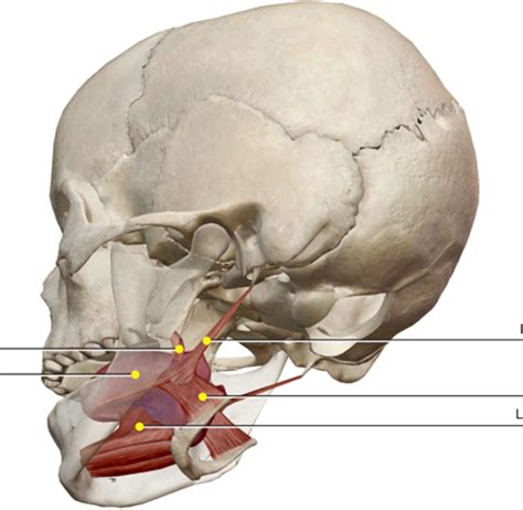 Mouth muscles Diagram | Quizlet