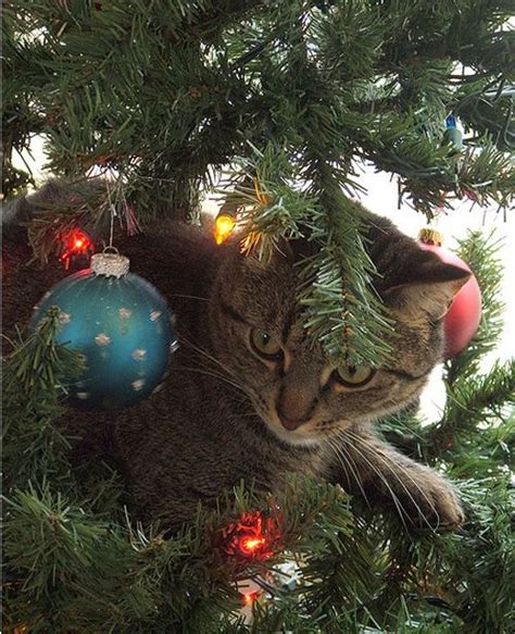 109 Cats Celebrating Christmas Cat Christmas Tree Cat Celebrating