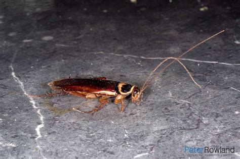 Australian Cockroach - Peter Rowland Photographer & Writer