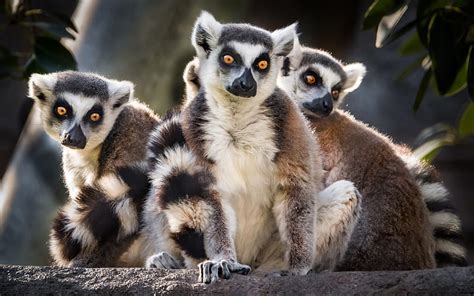 Lemurs, wildlife, jungle, Madagascar, summer, rare animals, HD ...