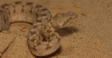 Saw-Scaled Viper Bite: Why it has Enough Venom to Kill 6 Humans & How ...