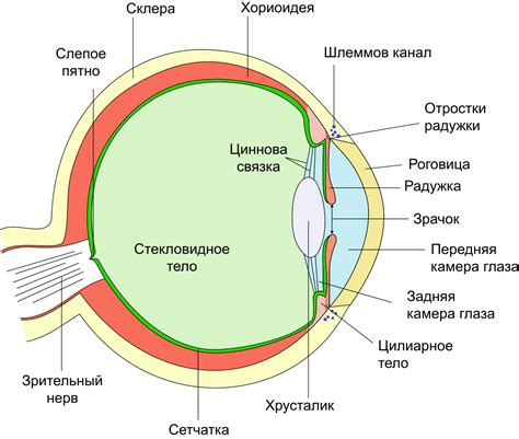 Мушки в глазах | Пикабу