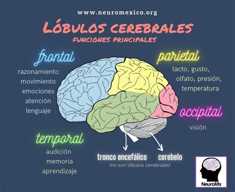 Tarea Corteza Cerebral Y Complejidad Humana