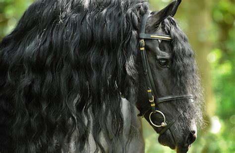 Up Close Friesian