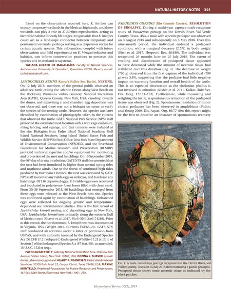 (PDF) Lepidochelys Kempii (Kemp's Ridley Sea Turtle) Nesting