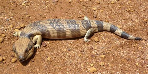 Wa Zoologist Into The Great Victoria Desert