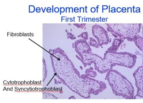 75: Histology of Mammary Gland and Placenta Flashcards | Quizlet