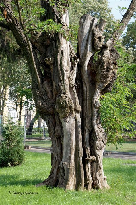 oak tree spanish 4