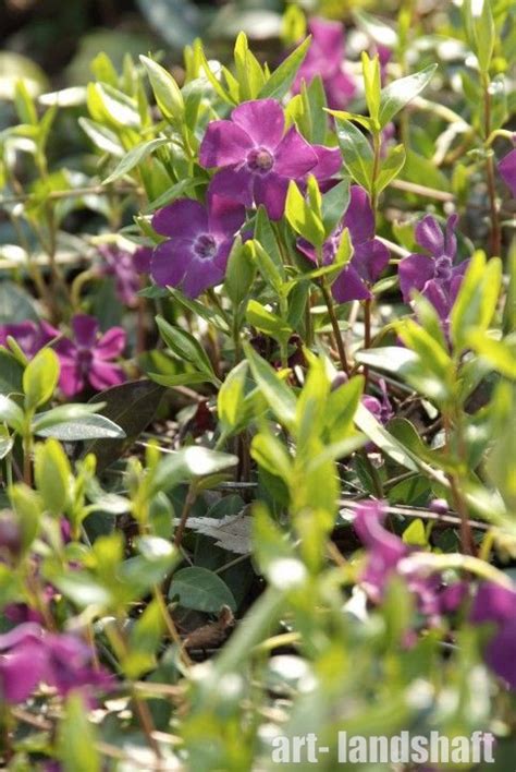 Барвинок малый "Atropurpurea" (Атропурпуреа) - купить в Екатеринбурге