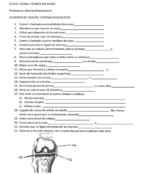 Atividade Sobre Sistema Esqueletico Braincp