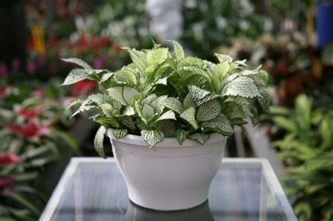 Сетчатая скромница фиттония. Виды, уход, фото — Ботаничка