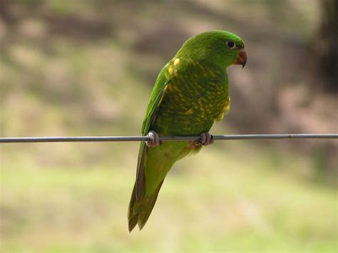 Living Jungle Scaly Breasted Lorikeet