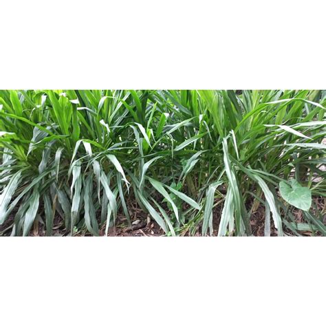 Jual Bibit Rumput Odot Murah Panjang 30cm Shopee Indonesia