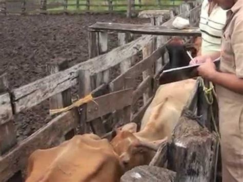 La tuberculosis bovina a debate en el Congreso Ibérico de Caza y