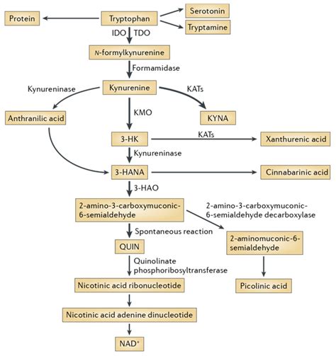 Kynurenine Pathway Library Enamine