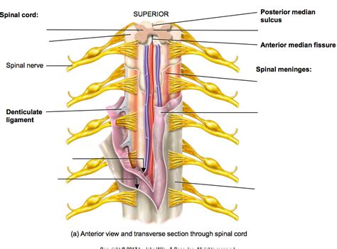 Transverse Section Through Spinal Cord Diagram Quizlet