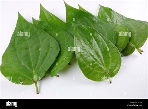 Betel Leaf Hi Res Stock Photography And Images Alamy