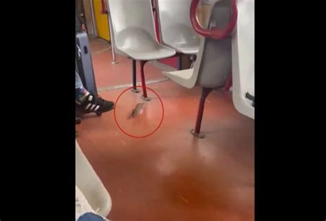 Un Topo Sulla Circumvesuviana Paura Tra I Passeggeri Sul Treno Per