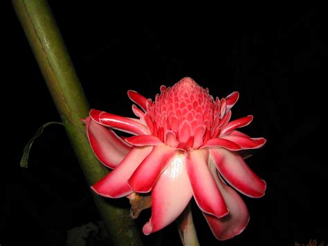 Une Images Fleurs Tropicales Antilles Ici L Atelier Des Fleurs