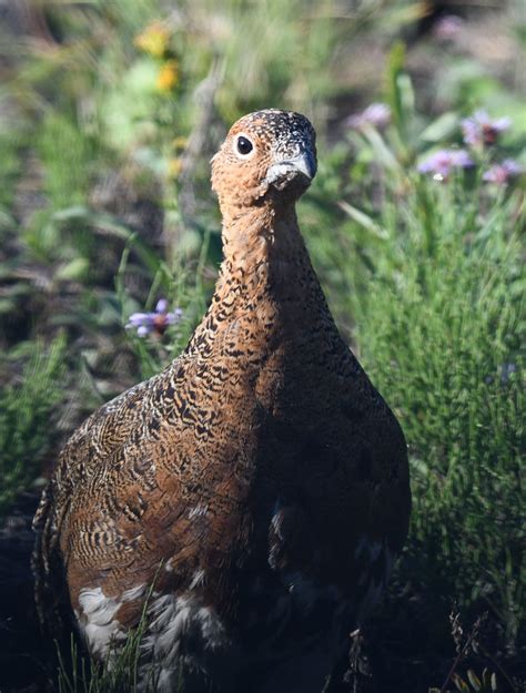 8809c Willow Ptarmigan Alaskas State Bird Glenn Bressan Flickr